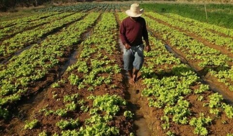 Renda média do trabalhador brasileiro só cresceu na agropecuária na última década