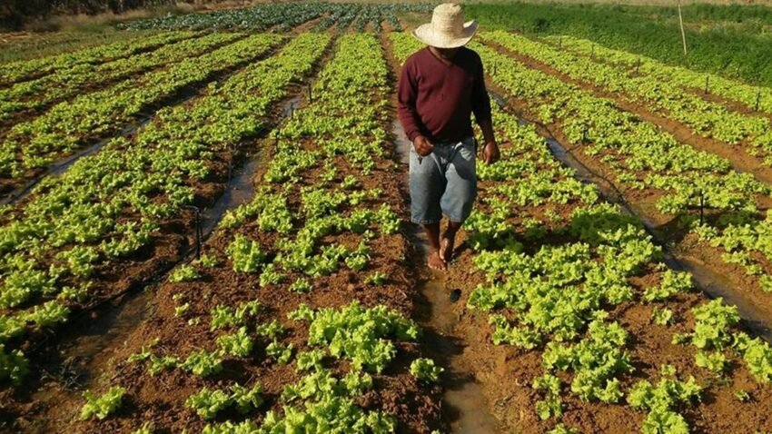 Renda média do trabalhador brasileiro só cresceu na agropecuária na última década