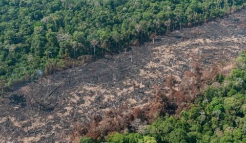 Conselho Europeu reduz medidas contra desmatamento em novo documento. Para organizações ambientais, proposta é um retrocesso