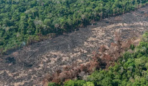 Conselho Europeu reduz medidas contra desmatamento em novo documento. Para organizações ambientais, proposta é um retrocesso