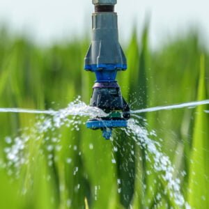 arroz orgânico, renda média, produção de alimentos, calor, irrigação