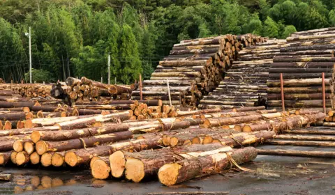 Queimadas e desmatamento avançam na Amazônia no atual governo, aponta estudo do IBGE. A redução das florestas equivale ao estado de São Paulo