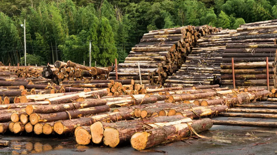 Equipe de Lula sugere revogação de norma que abre brechas para exploração de madeira em terras indígenas