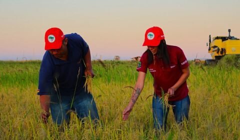 Maior produtor de arroz orgânico da América Latina, MST diz que houve redução de 40% na compra no produto por parte do governo para alimentação escolar