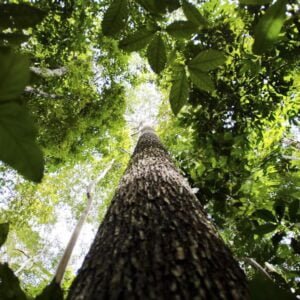 Fundo Amazônia, Cúpula da Amazônia, carbono, árvore
