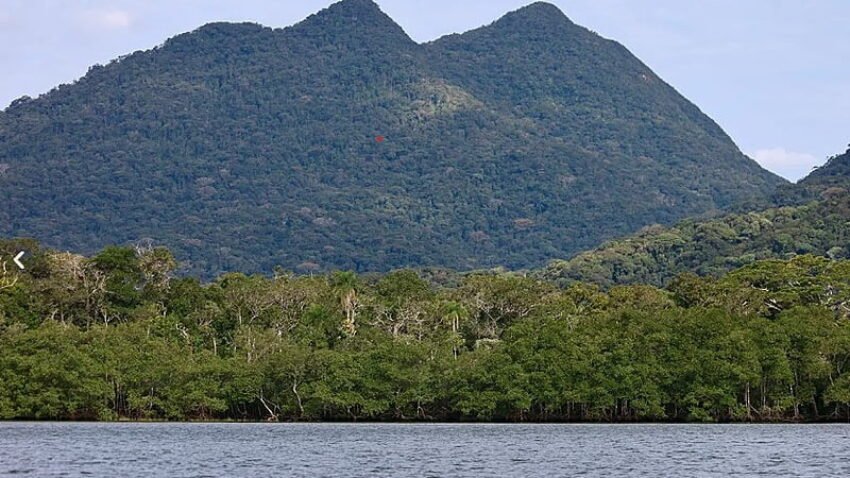 Recheados de “carbono azul”, manguezais ganham destaque no combate às mudanças climáticas