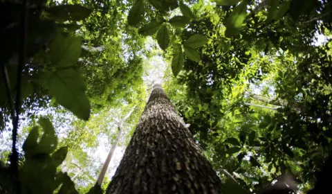 Financiamento da sustentabilidade na Amazônia contará com novo fundo financiado por três bancos públicos