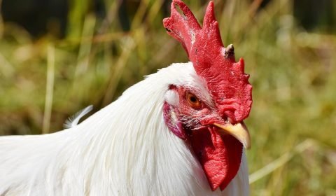 Após casos de gripe aviária em aves silvestres, Ministério da Agricultura declara estado de emergência zoossanitária