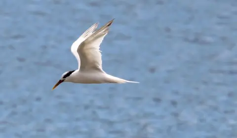 Governo libera crédito extraordinário de R$ 200 mi para ações de controle e combate à gripe aviária em aves silvestres