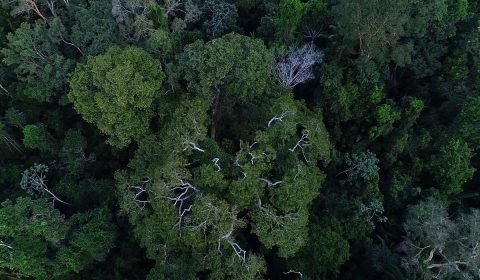 ONU: alterações climáticas estão ‘sem controle’. Brasil reduz desmatamento na Amazônia