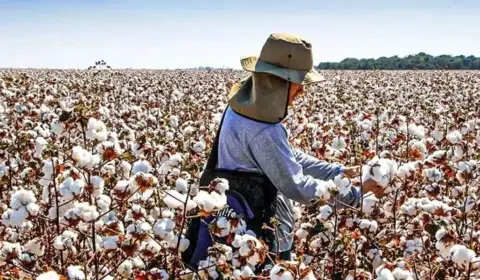 Exportação de algodão do Brasil deve ser recorde para setembro; Anea prevê liderança global