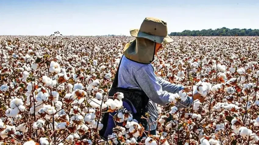 Exportação de algodão do Brasil deve ser recorde para setembro; Anea prevê liderança global