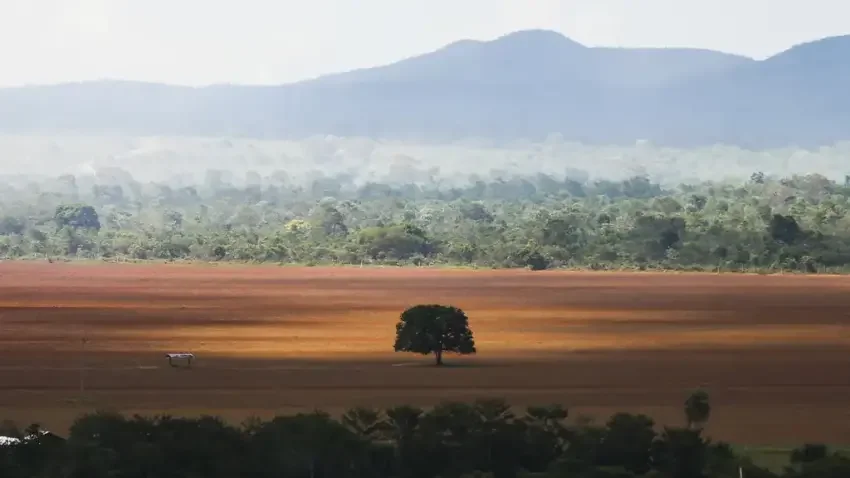 Desmatamento cai pela metade na Amazônia, mas cresce 43% no Cerrado